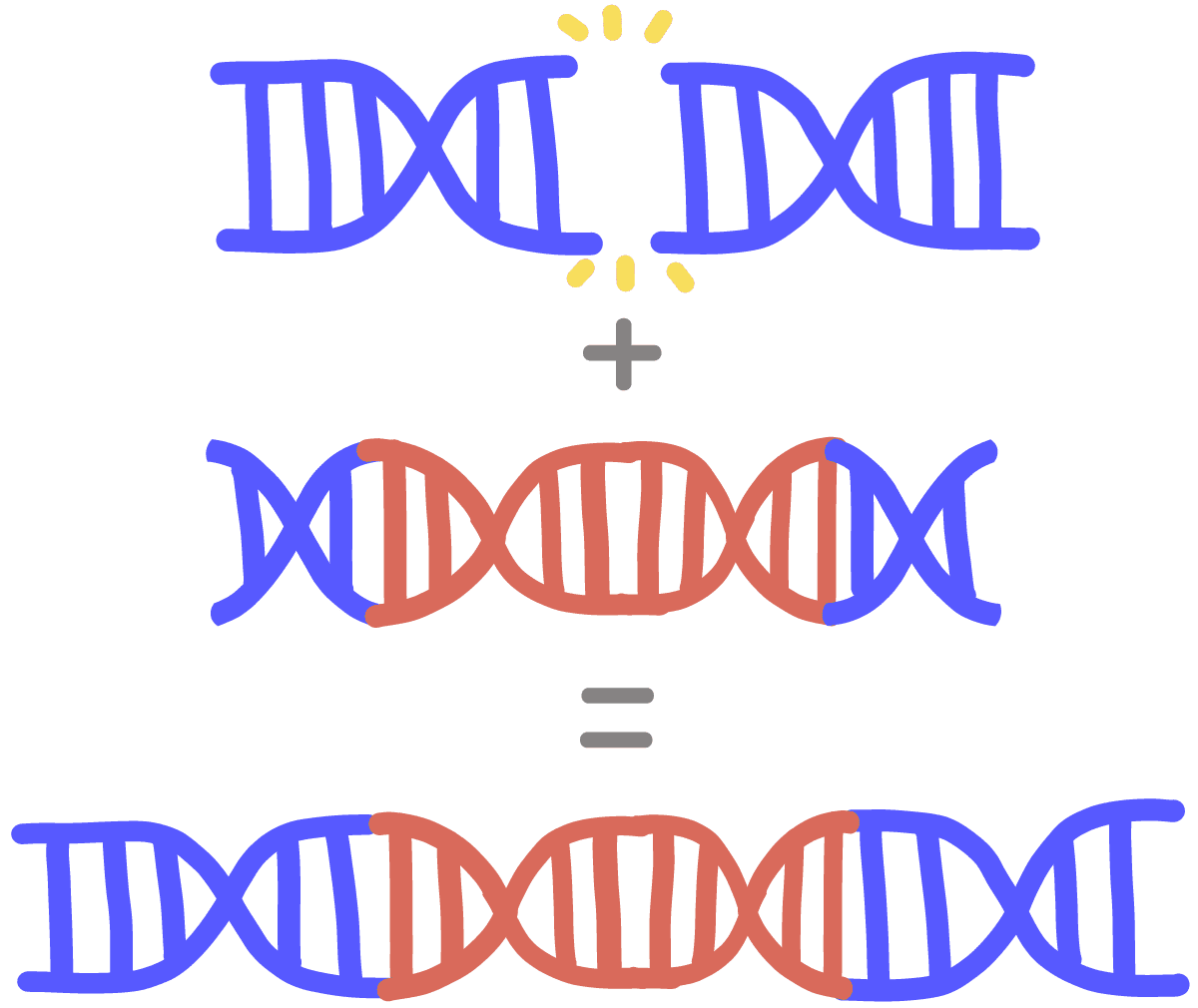 Image of homology directed repair. An initial blue DNA is cleaved in half, and its homologue is able to insert the missing DNA piece.