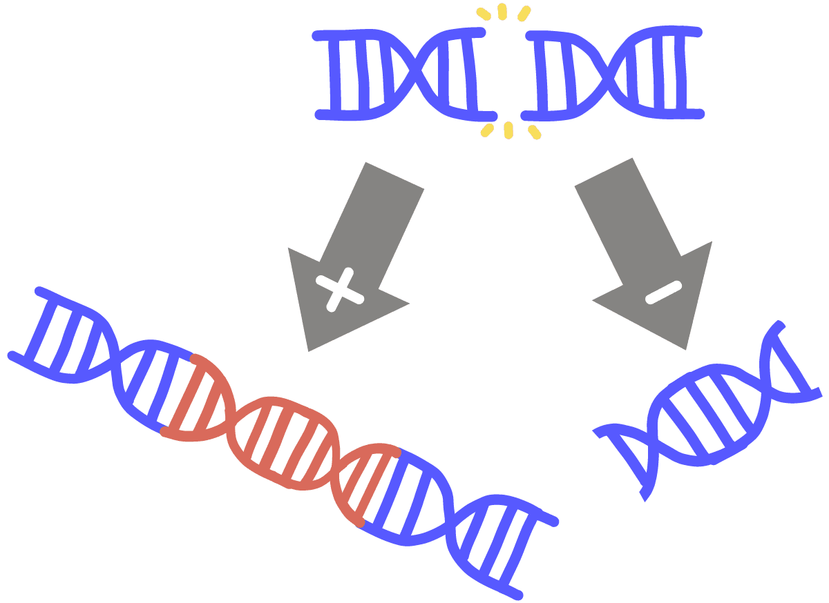 Image of an insertion-deletion mutation. An arrow with a plus sign points at a longer DNA that has had a red fragment inserted. Another arrow with a minus sign points at a shorter DNA with a deleted DNA fragment.