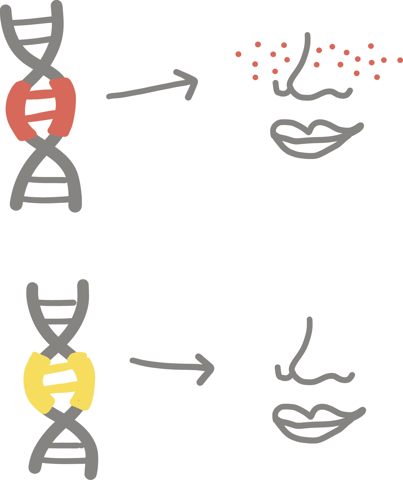 Illustration of monogenic