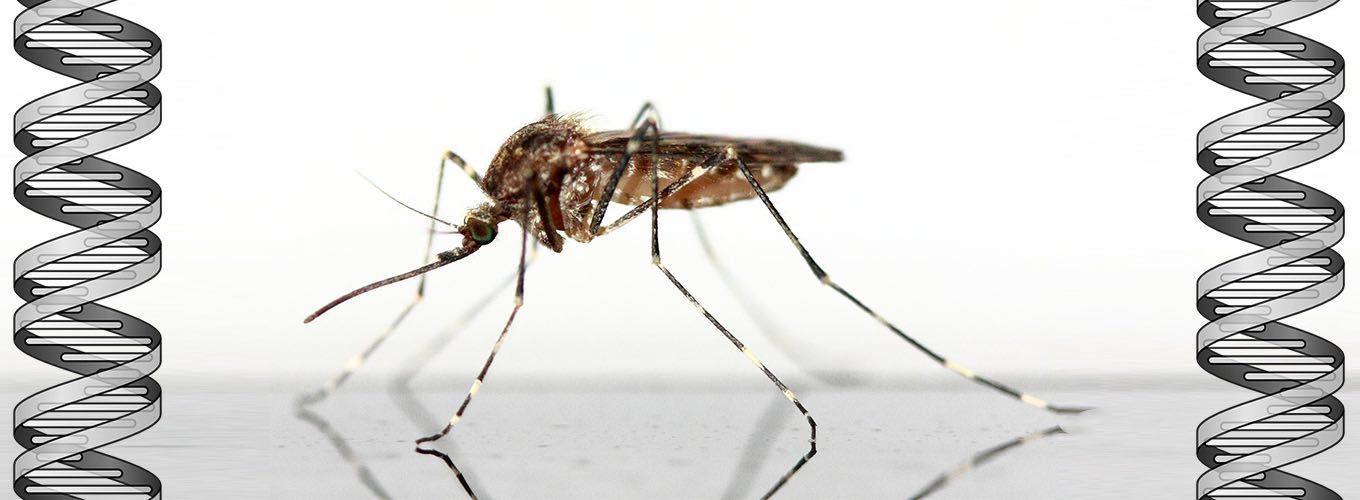 Mosquito standing on a table with DNA double helix