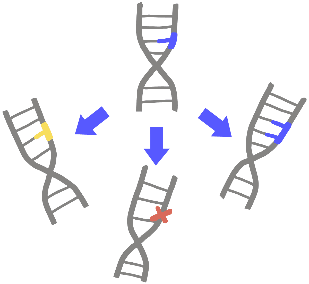 Image of three types of mutations in DNA. A DNA that has had its initial blue base changed to a yellow base represents base-substitution mutations. The DNA that has had its initial blue base changed to a red cross represents a deletion mutation. The DNA that has had its initial blue base changed to two blue bases represents an insertion mutation.