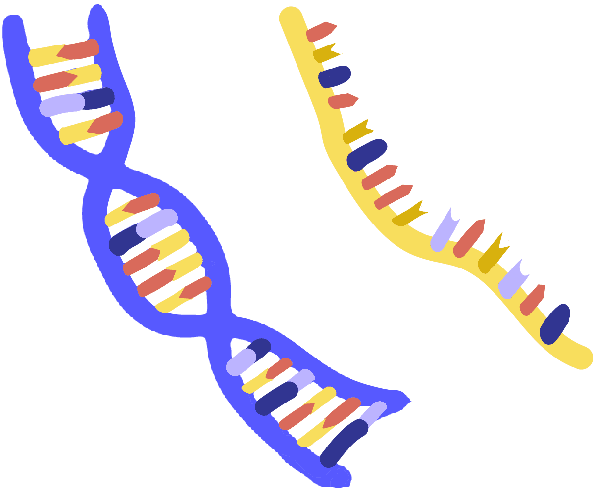 Image of two different nucleic acids. A blue, double stranded Deoxyribonucleic acid and a yellow, single stranded Ribonucleic acid