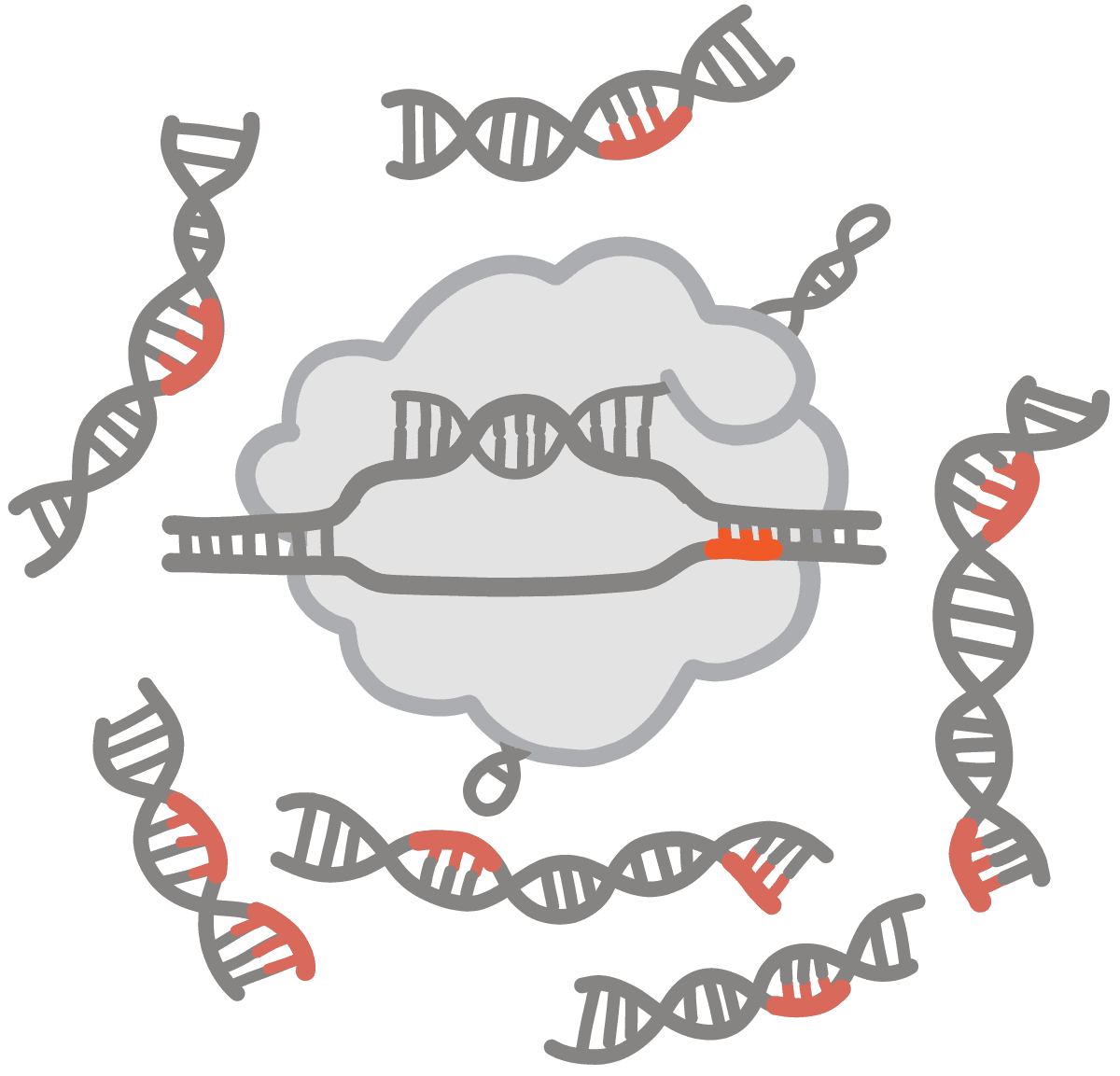 Image of red PAM sequences on DNAs targeted by Cas9