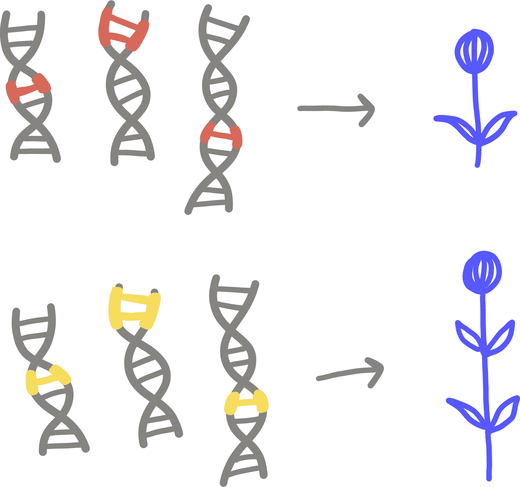 Illustration of polygenic