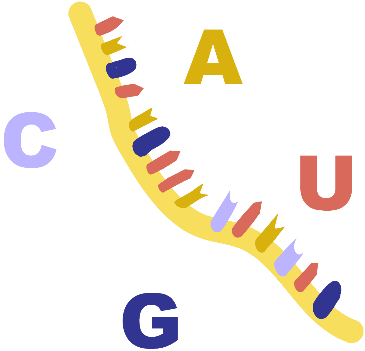 Image of a yellow, single-stranded RNA with its bases Adenine, Cytosine, Guanine and Uracil.