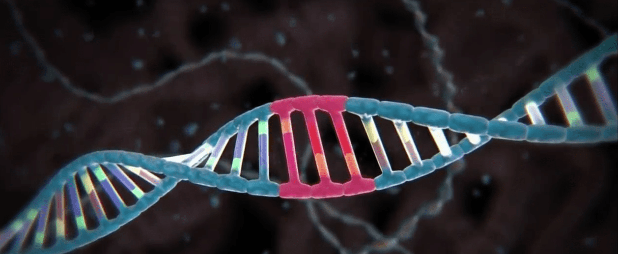 Cartoon representation of a DNA double helix