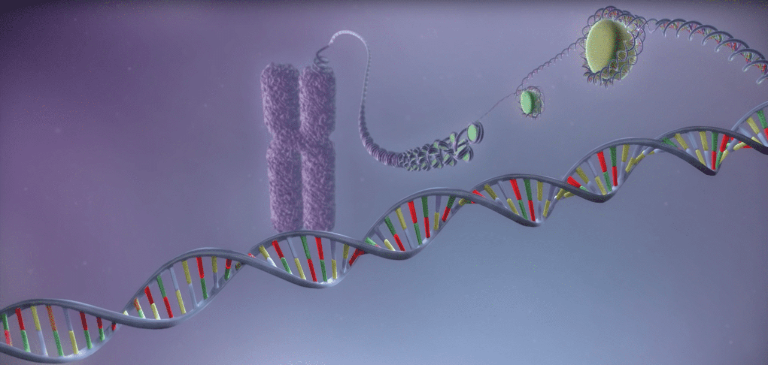 Cartoon represenation of DNA wrapped around a histone forming a chromosome