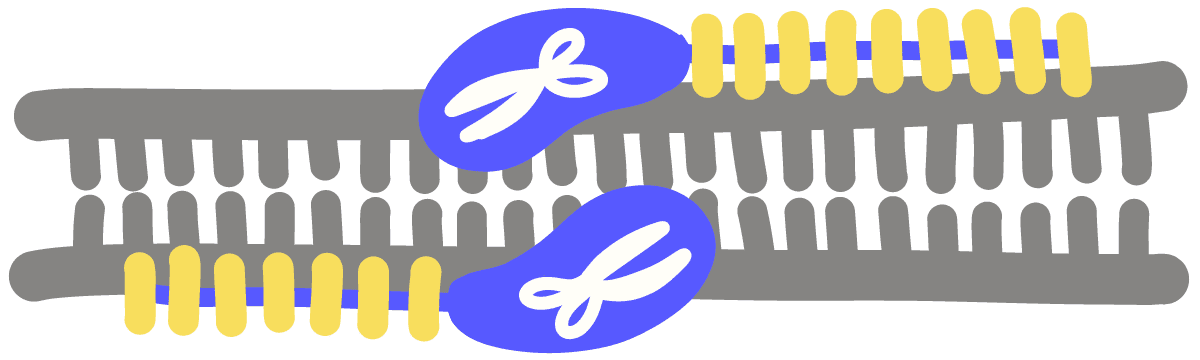 Image of transcription activator-like effector nucleases