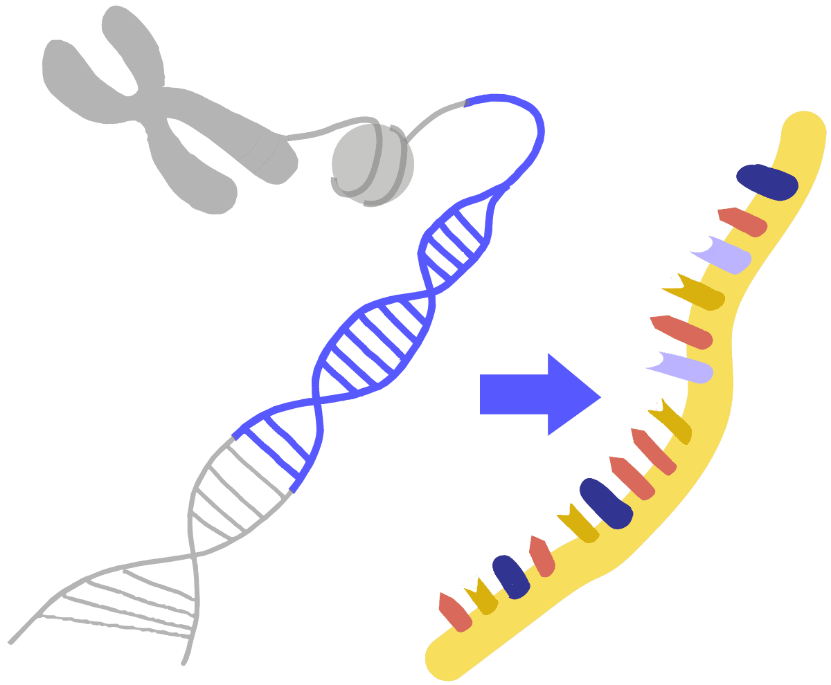 Image of transcription. Blue DNA is transcribed to produce a yellow, single-stranded RNA.