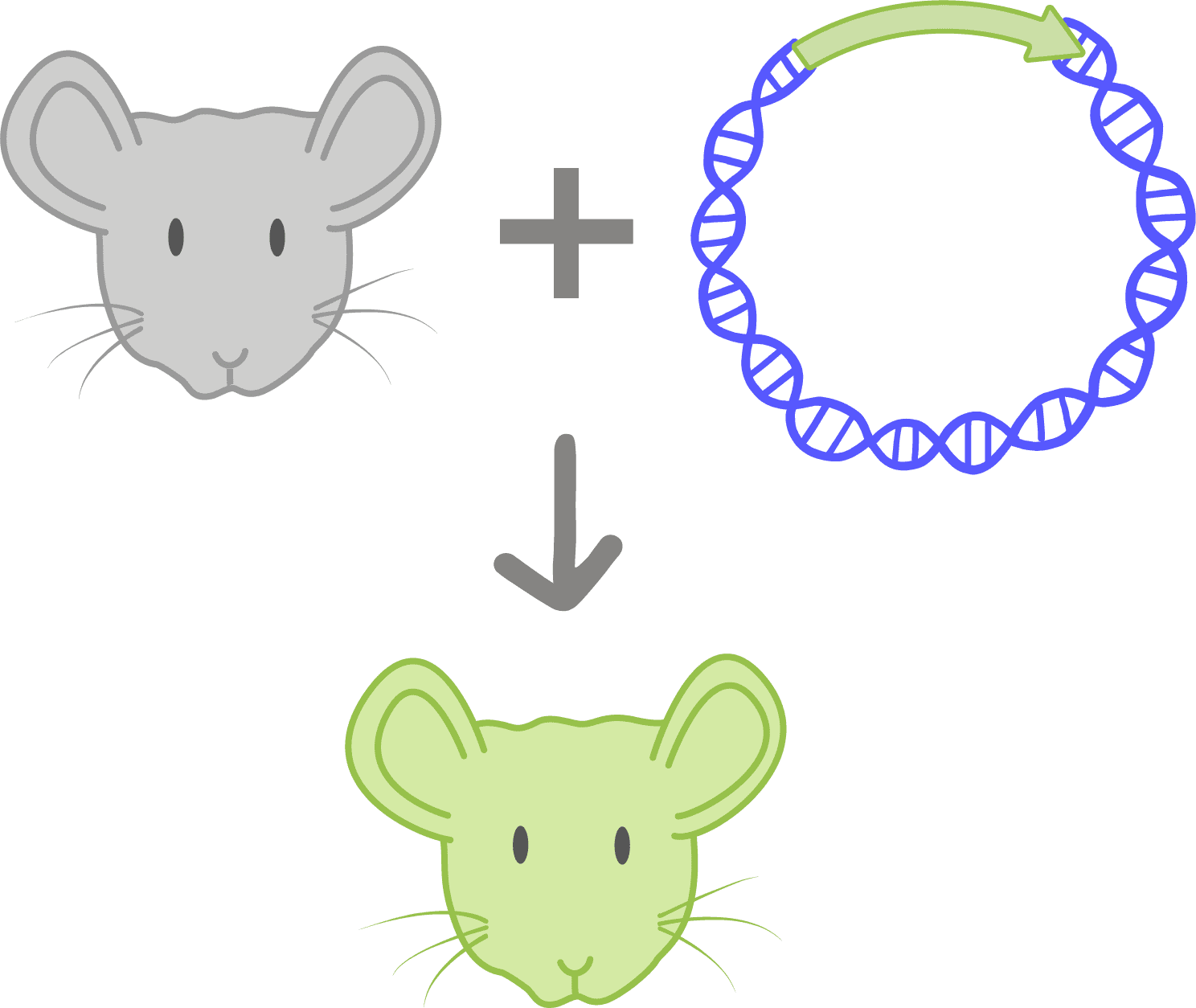 Illustration of transgene