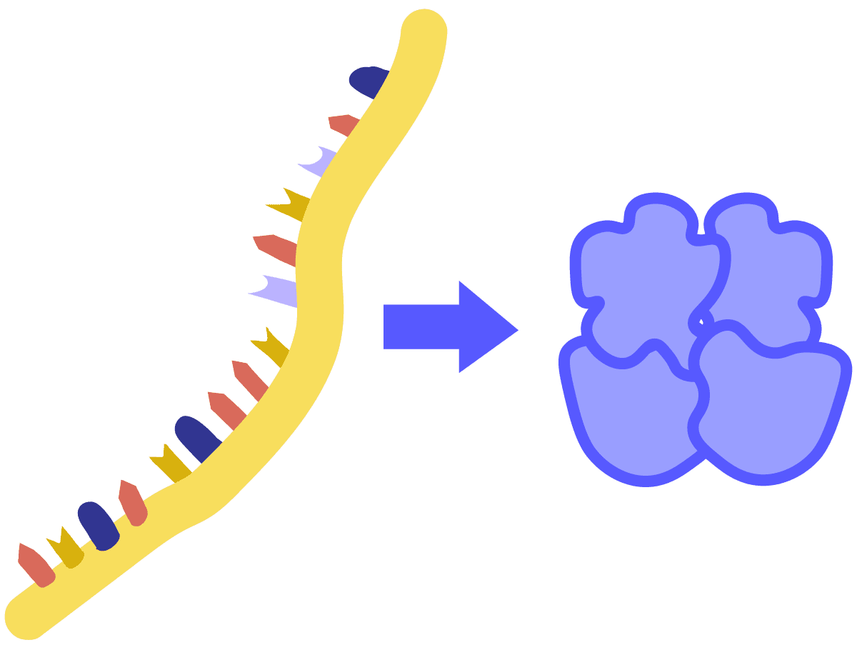 Image of translation. A single-stranded, yellow RNA is translated into a blue protein.