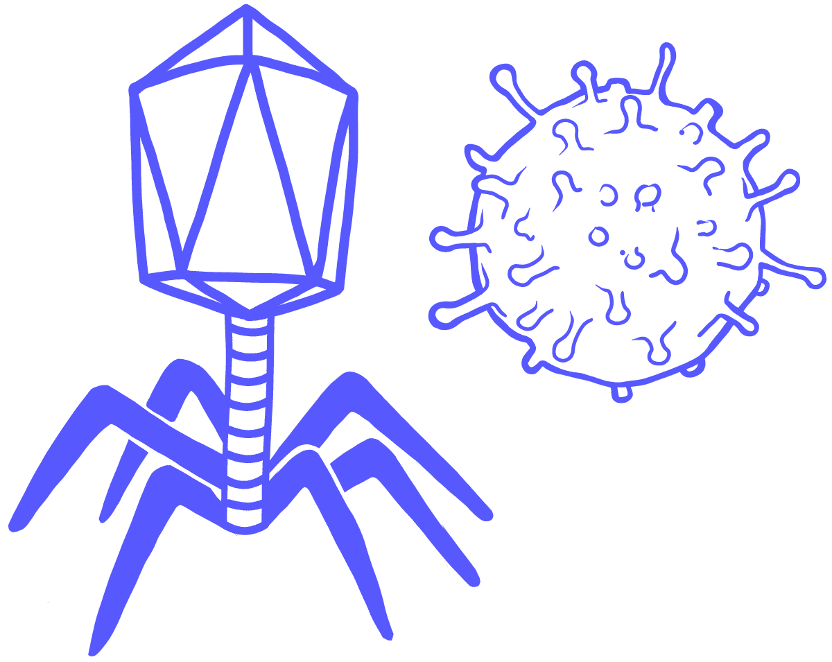 Image of two viruses. A complex virus and a spherical virus.