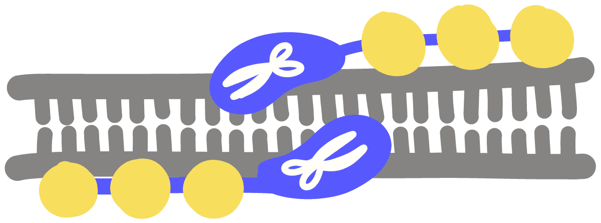 Zygote electroporation of nucleases