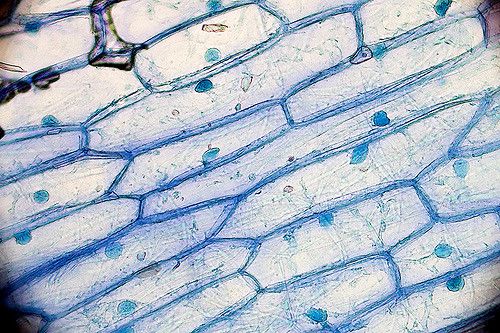 Close up of onion cells under microscope