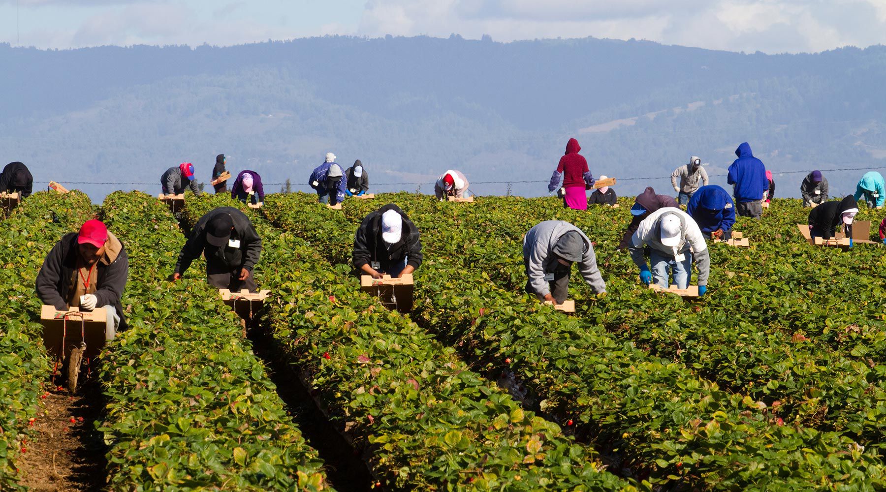 Farm workers in a field