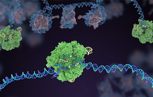 A structurally accurate depiction of sgRNA-guided Cas9 protein binding and cleaving DNA target in a histone-free region of chromatin