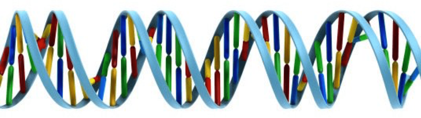 Cartoon representation of DNA with coloured bases