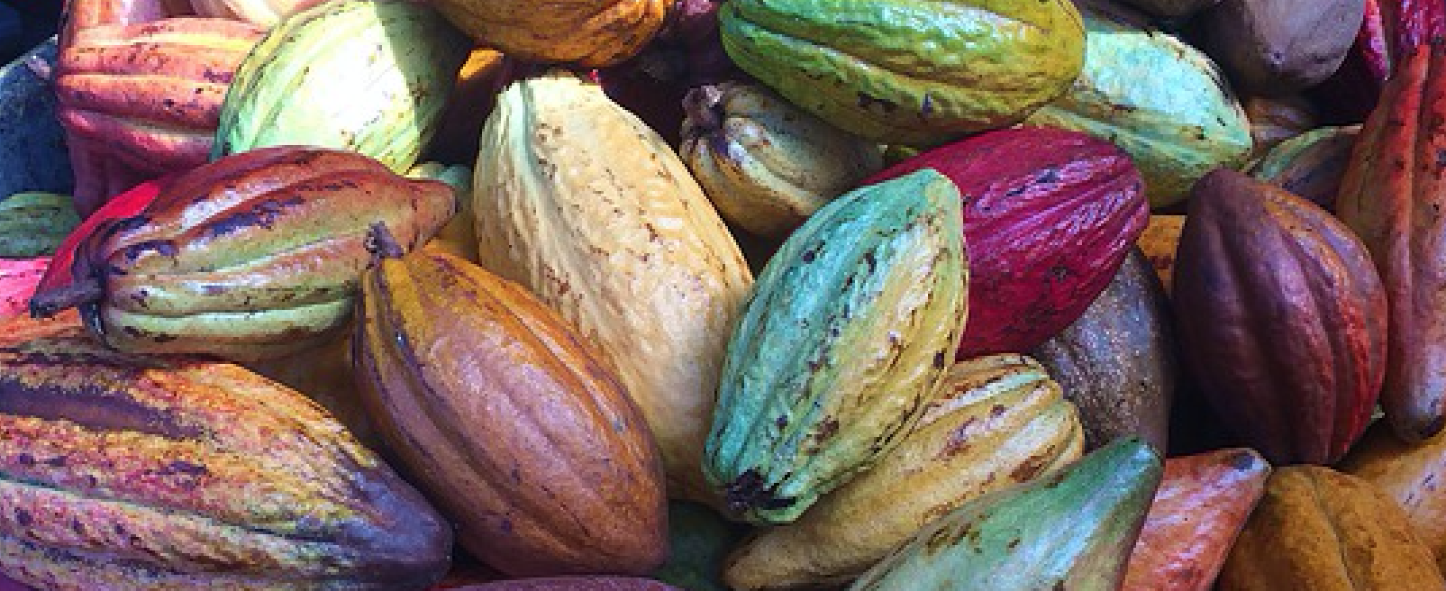 Cacao fruit of different colors