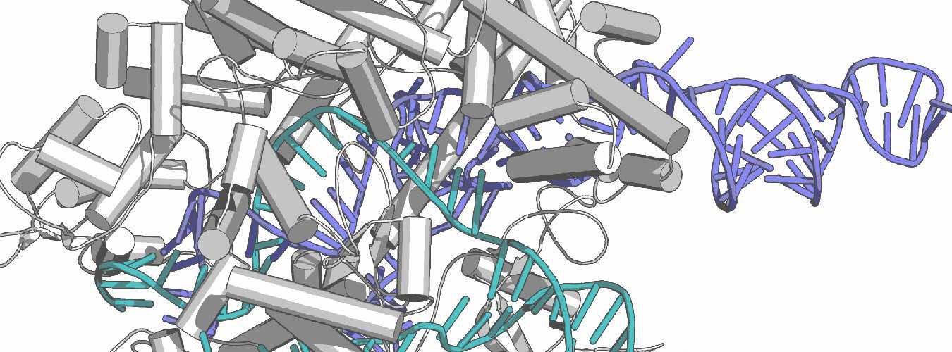 Cartoon representation of Cas9 bound to nucleic acid