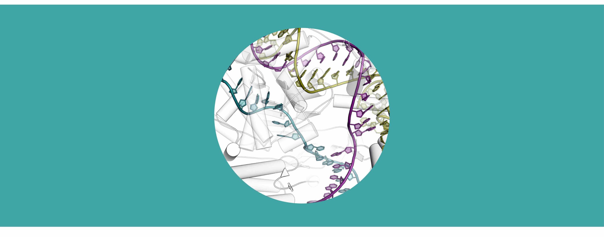 Closeup of SpyCas9 and gRNA bound to target dsDNA