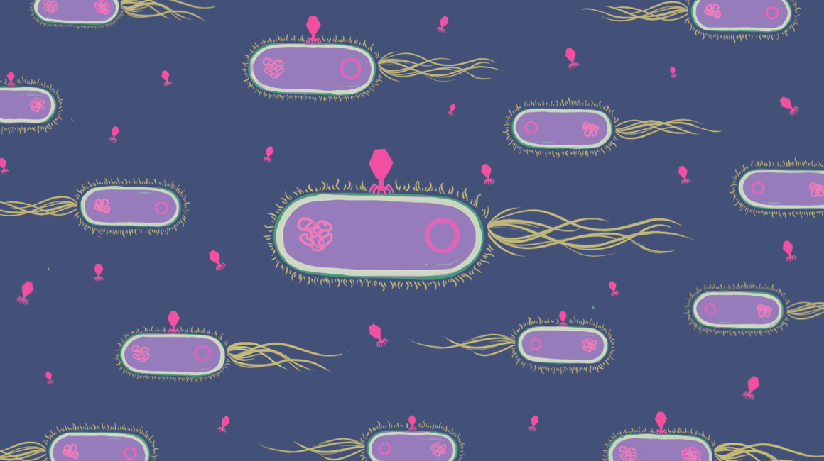 illustration of phage infecting E Coli