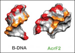 Anti-CRISPR protein mimicking structure of DNA