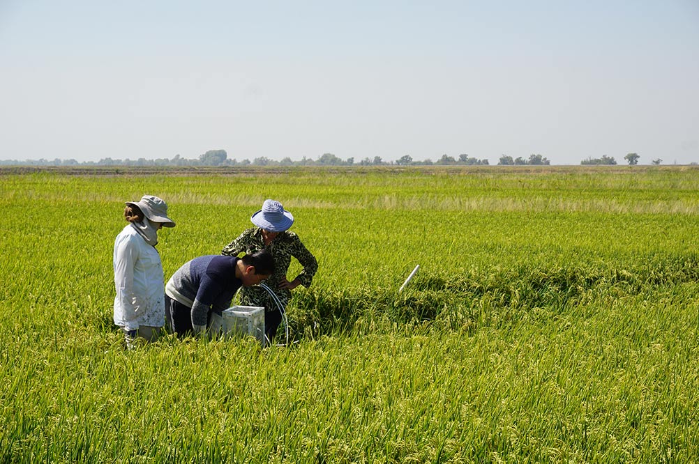 IGI researchers in a rice field studying microbes in the soil