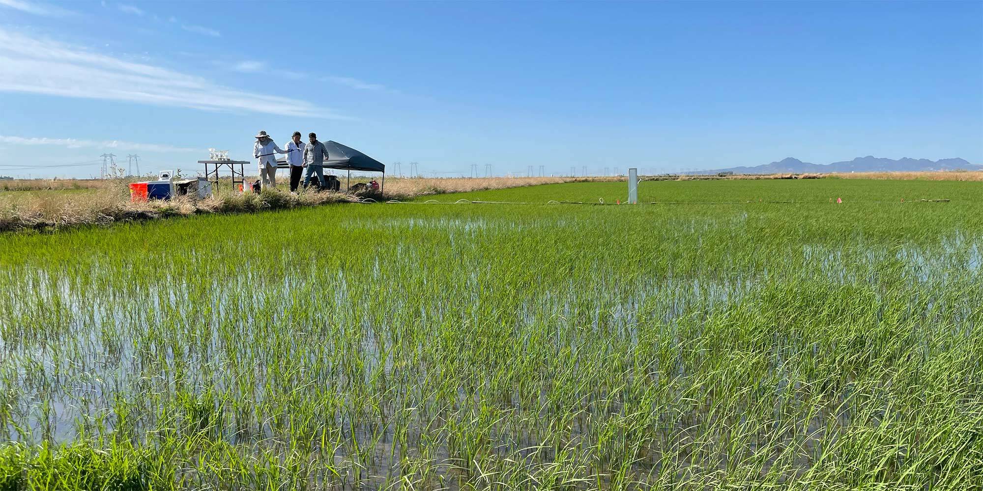 Jill Banfield and colleagues in a rice field