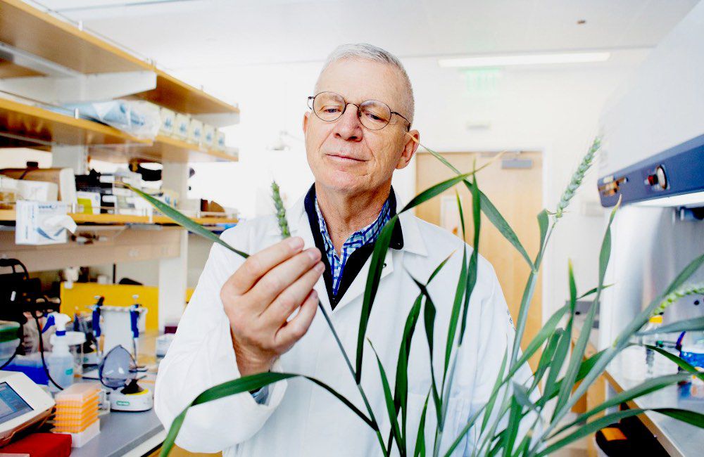 Professor Brian Staskawicz in a lab looking at wheat