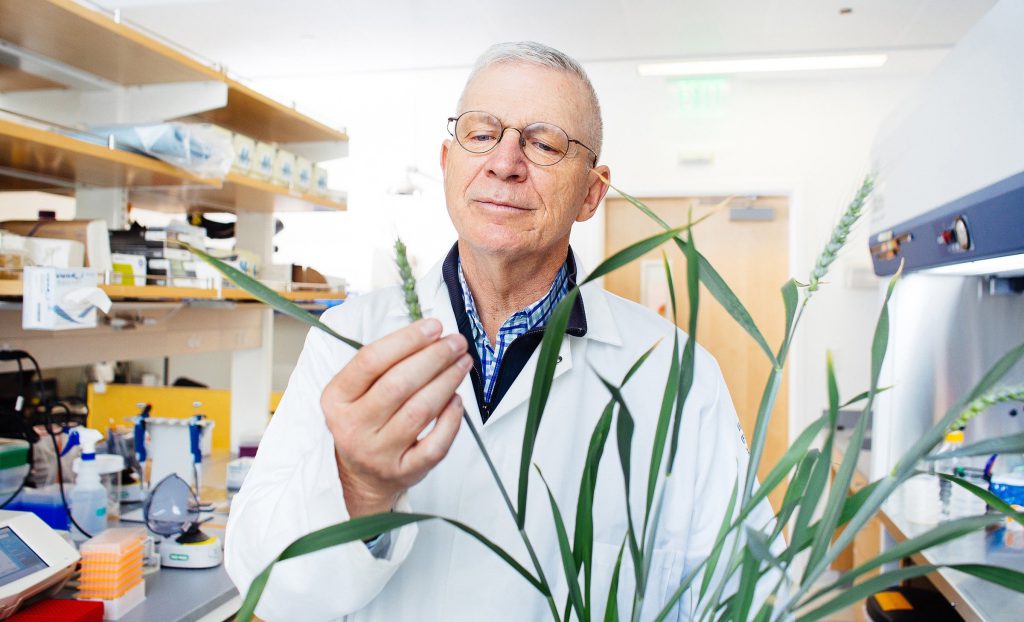 Brian Staskawicz in lab