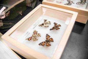 butterflies in a wooden box