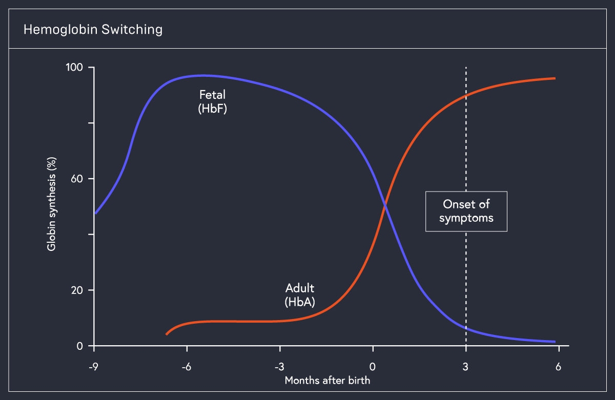 Chart showing types of hemoglobin production over time