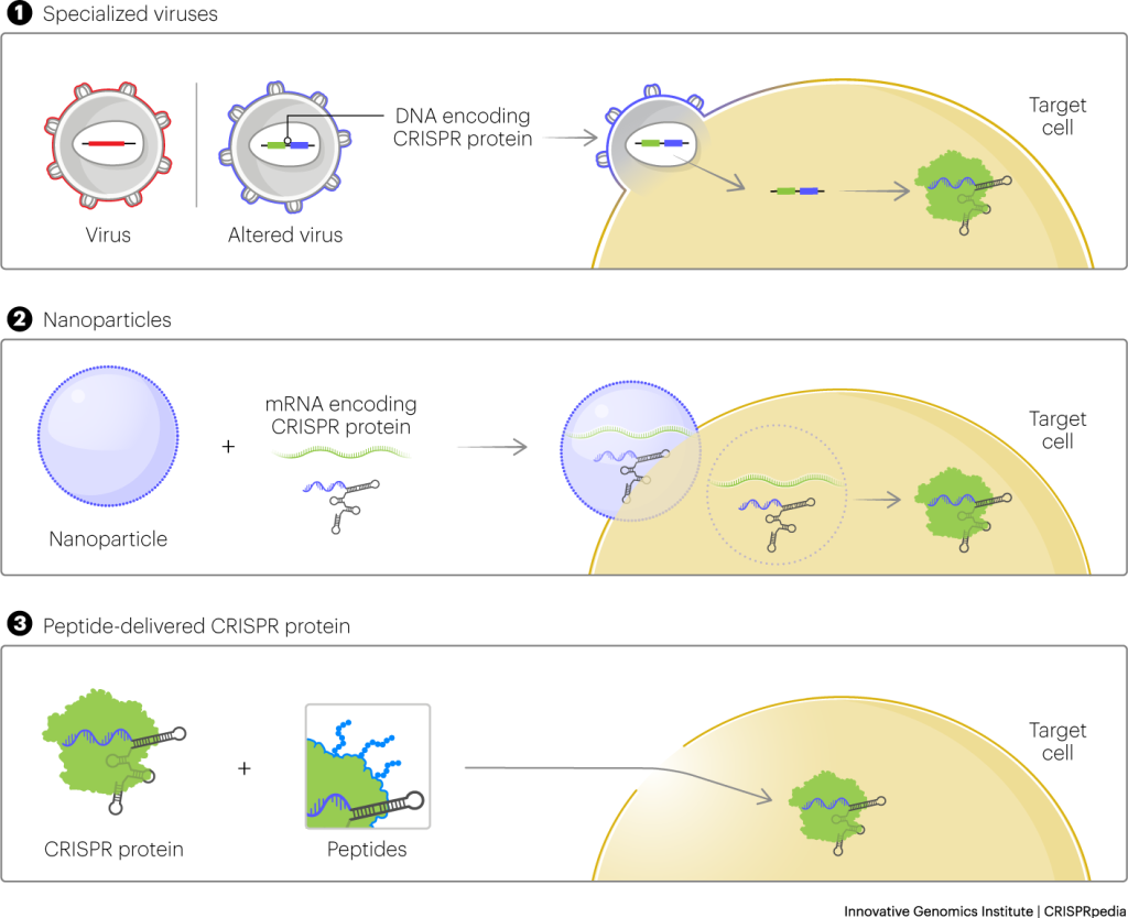 Comparison of CRISPR delivery by viruses, nanoparticles, and peptides