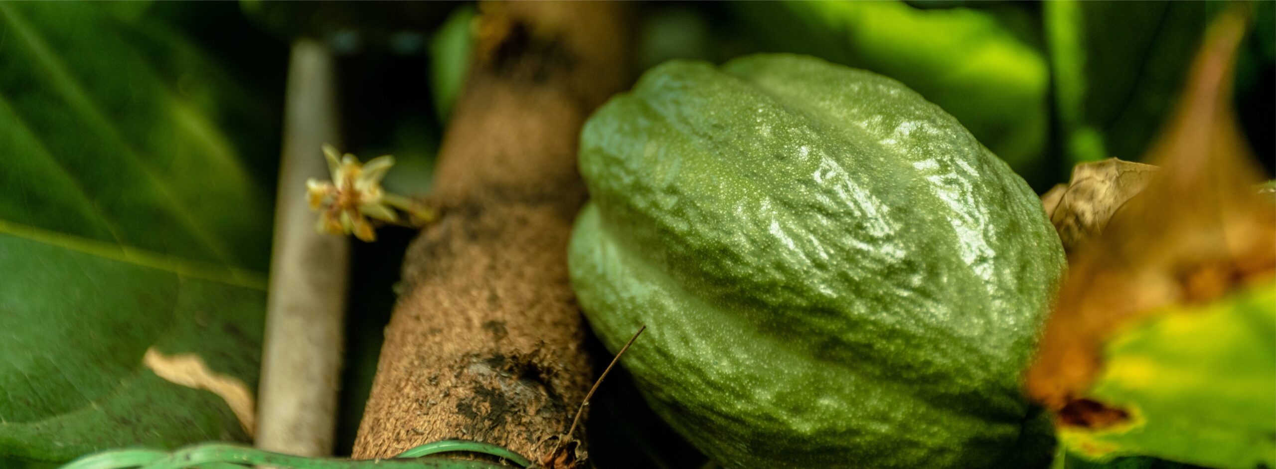 Cacao tree with green cacao fruit