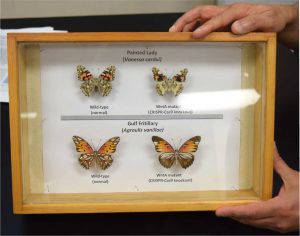 Hands holding a case with four butterflies inside