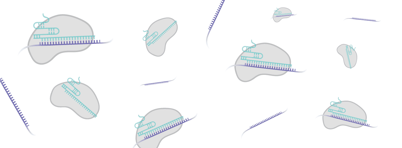 Cartoon Cas14 proteins floating around and binding ssDNA