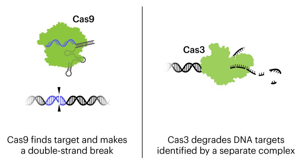 illustration of mechanism of action of Cas9 vs Cas3