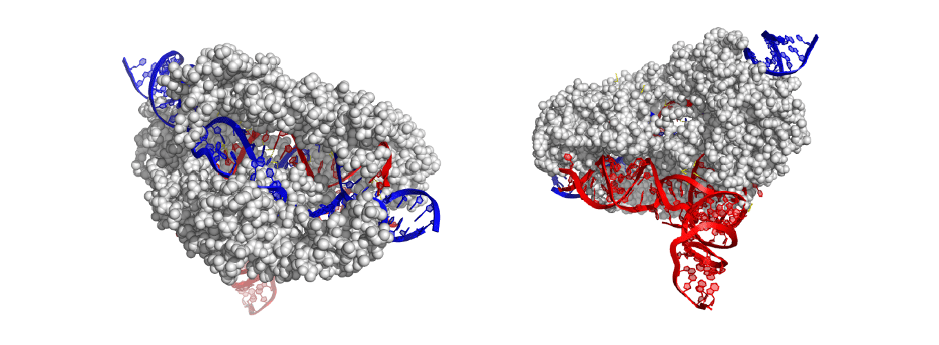 EM structure of CasX enzyme at different angles