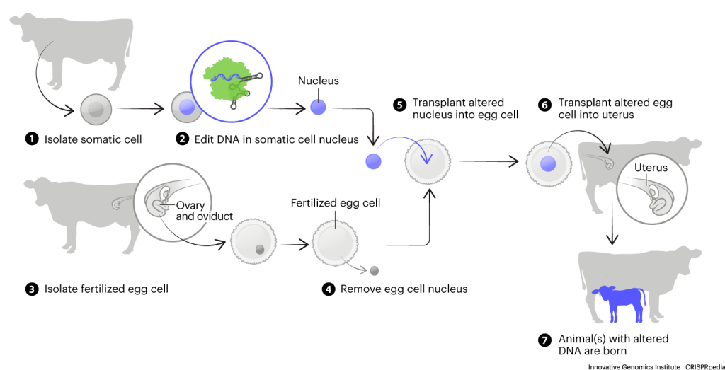 Combining genome editing with somatic cell nuclear transfer