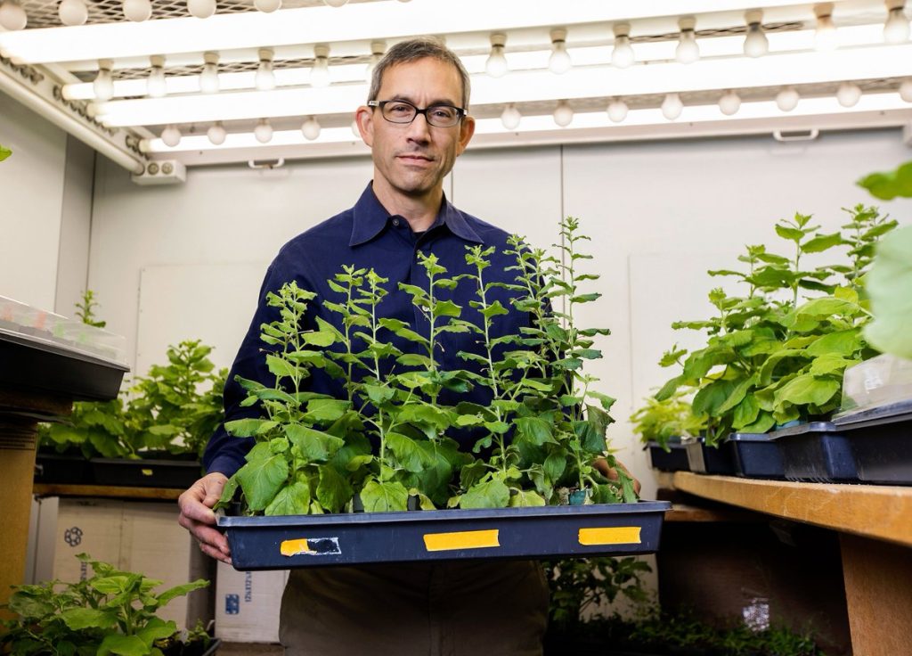 Krishna Nyogi holding plantlets