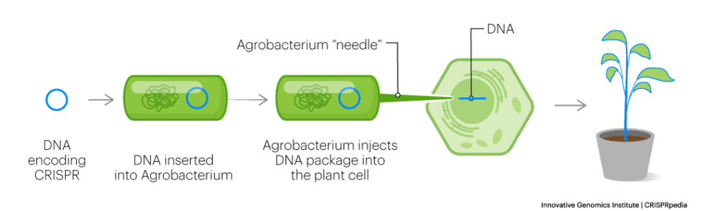 Schematic of how agrobacteria are used to deliver CRISPR to plant cells