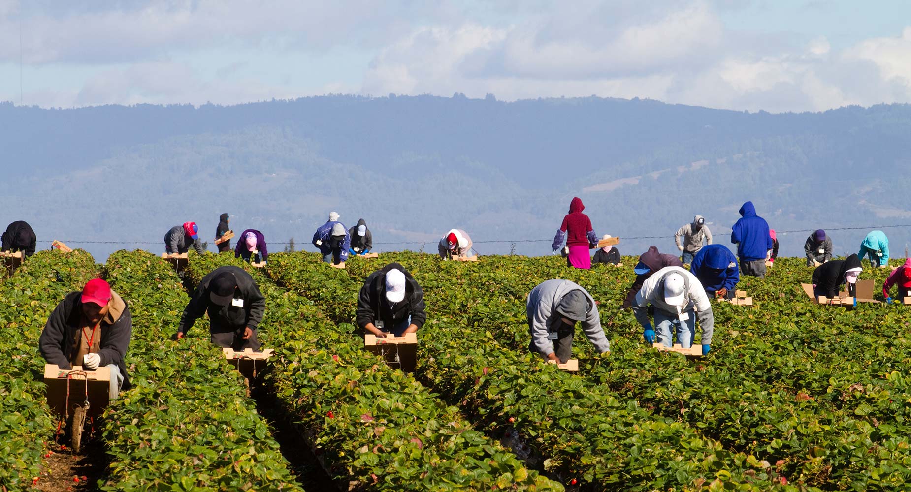 Farmworkers in a field