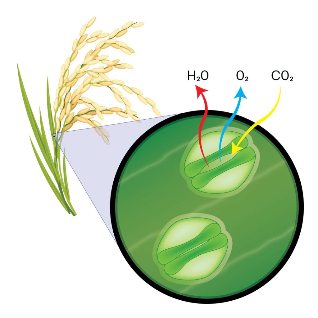 Function of a stomata