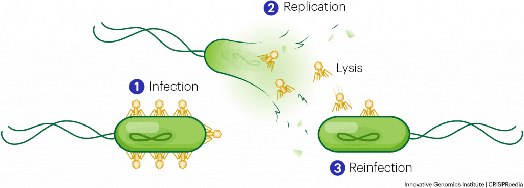 General Phage Life Cycle