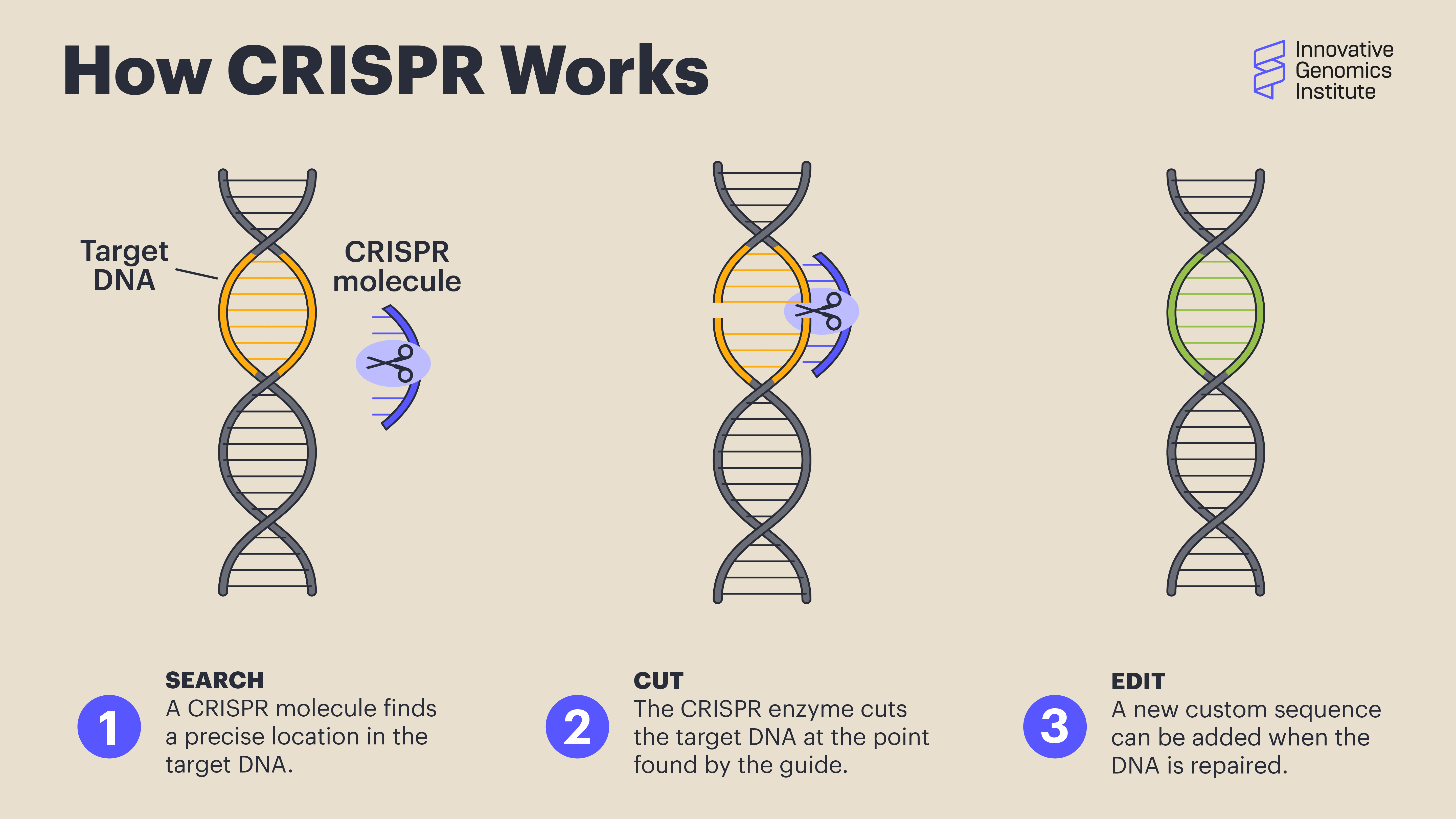 What is CRISPR illustration