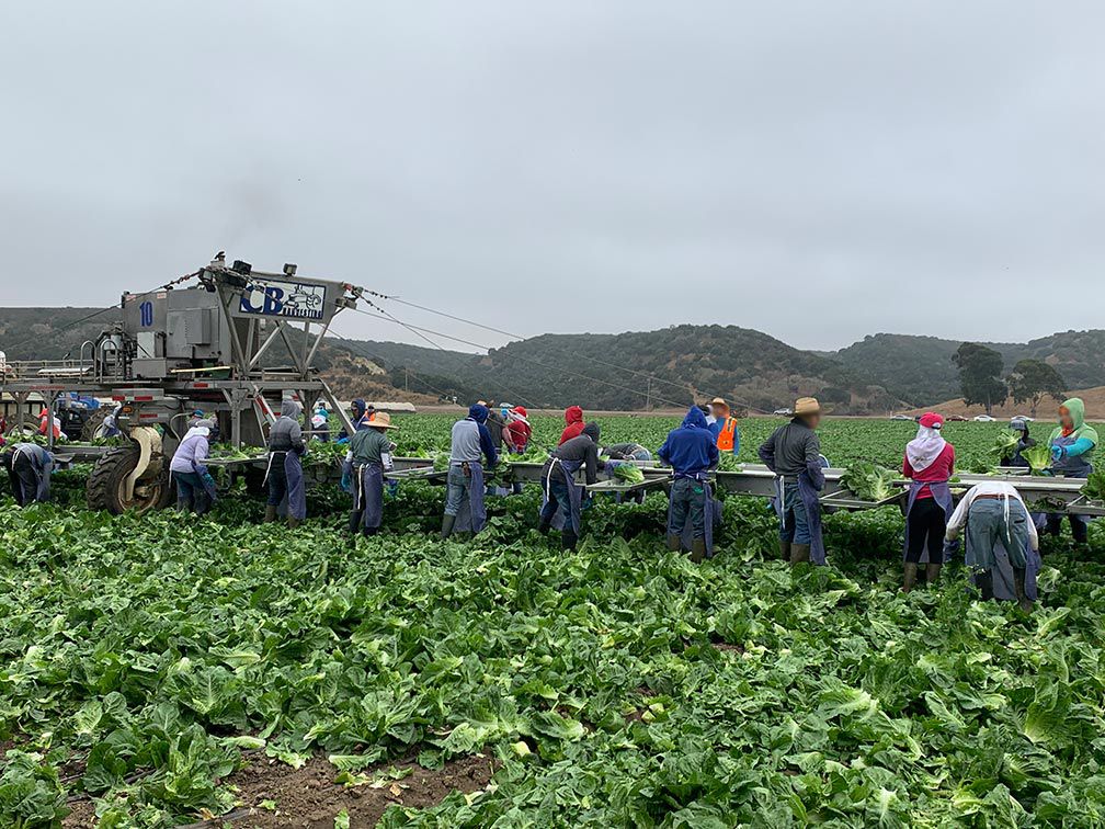 Farmworkers in the lettuce field in Salina Valley, CA. Studying COVID-19 and California farmworkers can take place in the field and in living quarters.