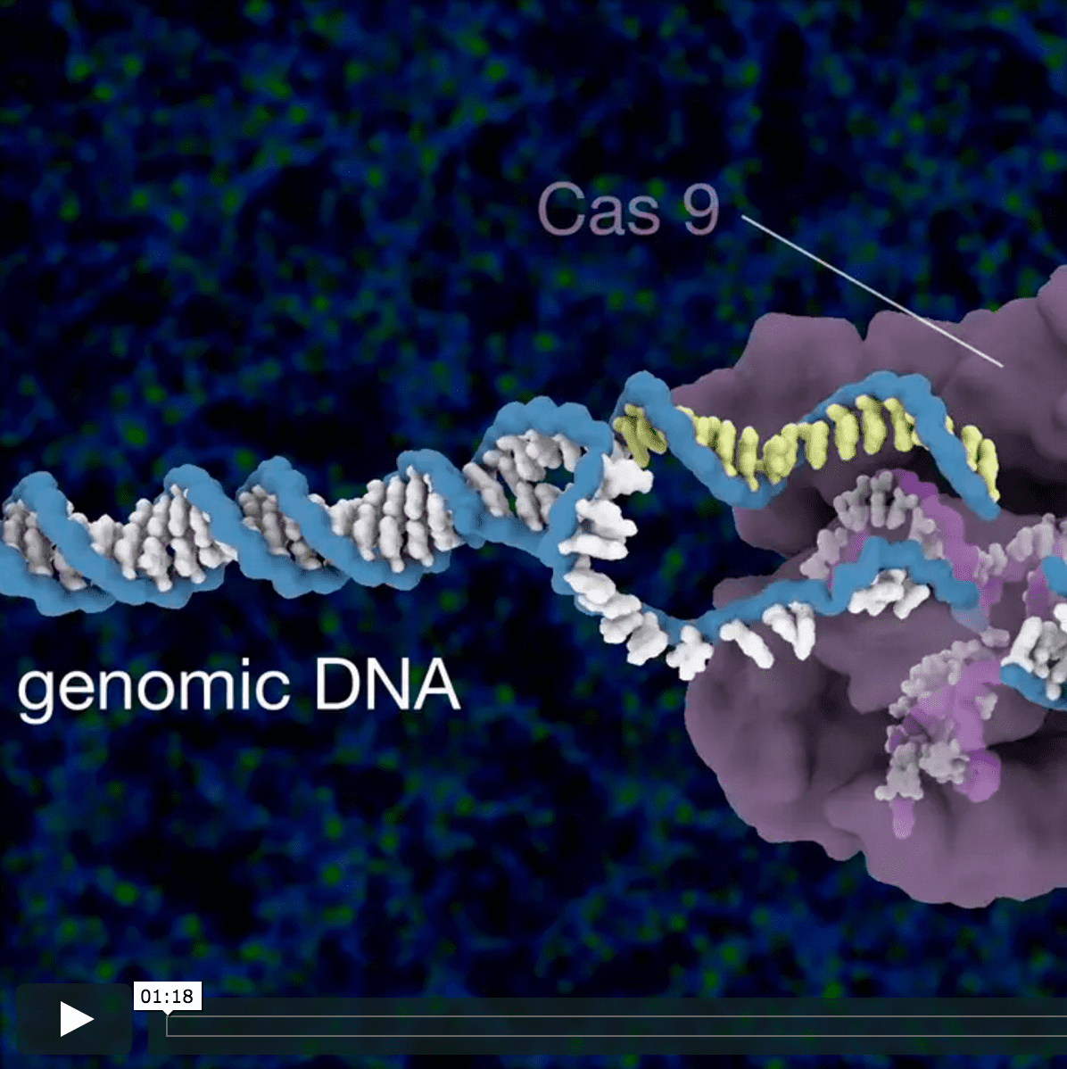 Cartoon of CRISPR-Cas9 cutting DNA