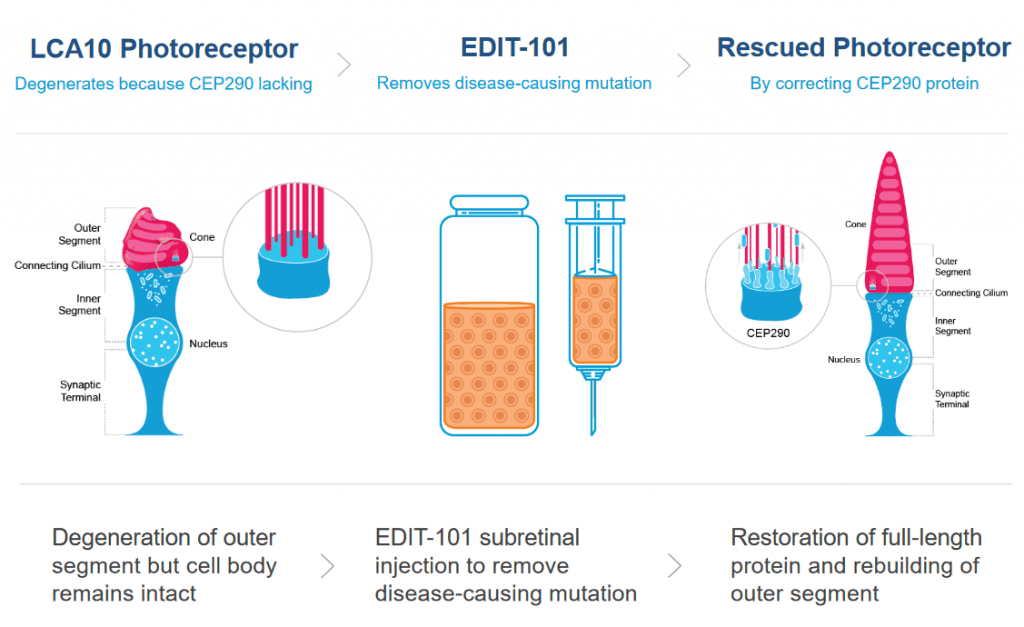 schematic of LCA10 treatment