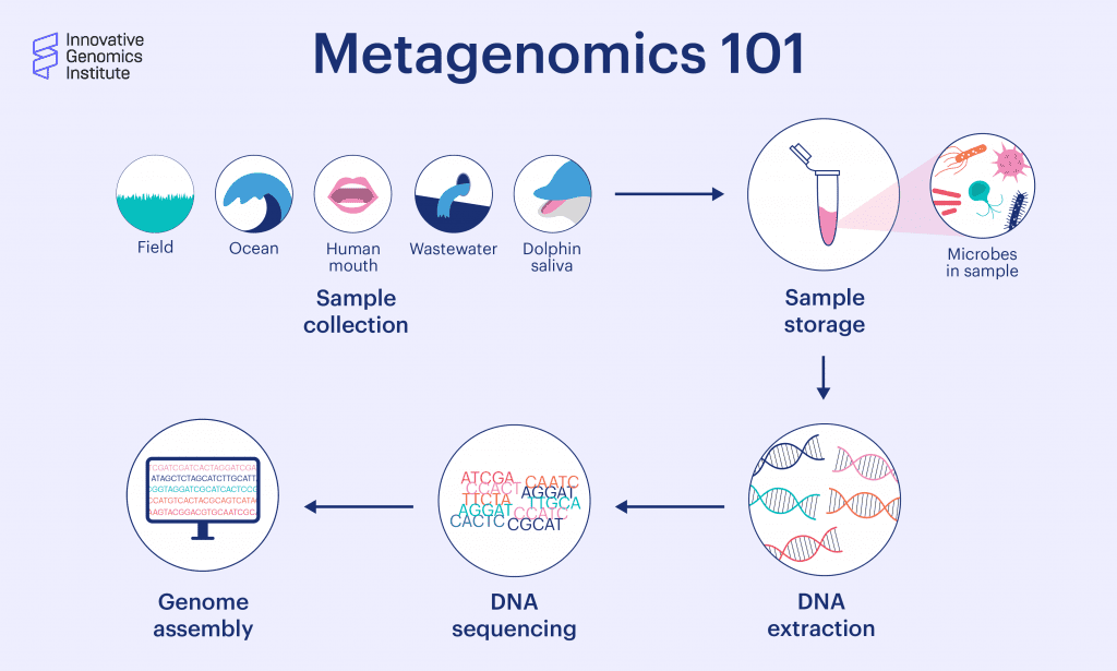 graphic of metagenomics workflow: samples are collected, DNA is sequenced and assembled into contigs, representing complete genomes