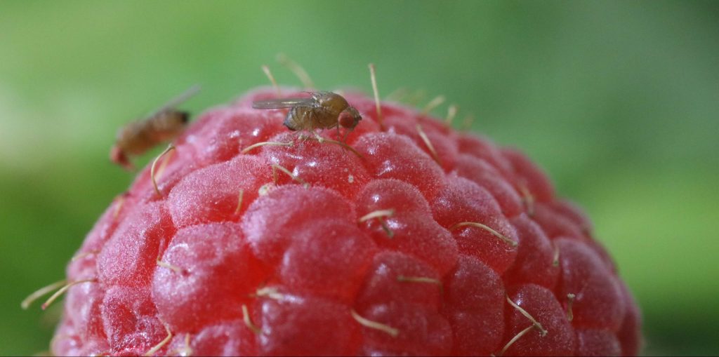 fly on raspberry